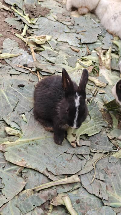 rabbits  desi / red eyes