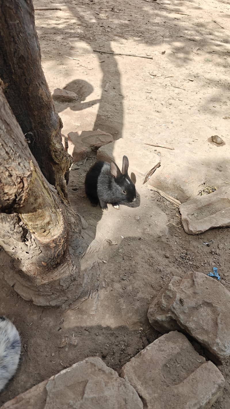rabbits desi / red eyes - Rabbits - 1112248868