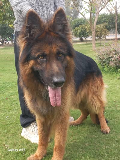 German Shepherd Long coat Male |Double coat| Dog| Stud Available