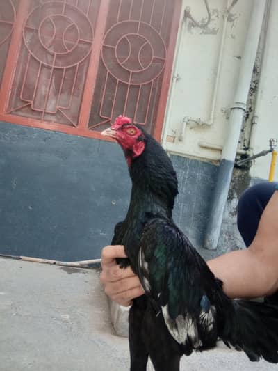 high quality miawali aseel