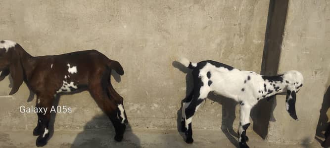 dasi cros bakri sath 2 female bachy age 25 din haldy active