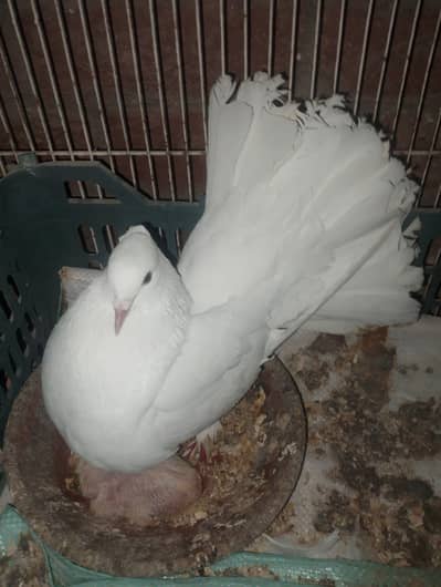 laky kabootar pair for sale sath Ek bacha b hai