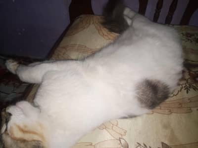 pregnant matting enturnum punch  03428367897