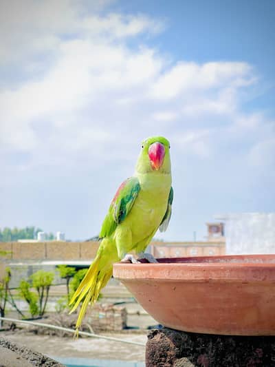 Raw Talking Parrot Male