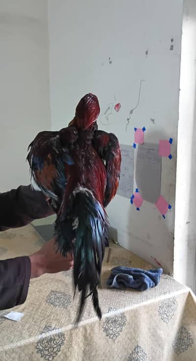 Aseel Breeder murga murgi