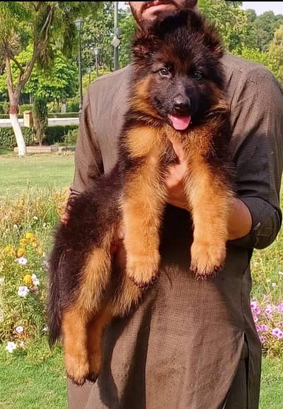 German Shepherd pappi mail long coat for sale