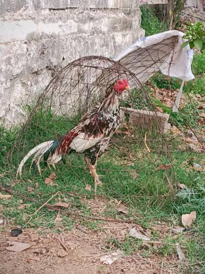 Aseel | Pakistani Aseel | Chenna Aseel | Aseel Hens For Sale