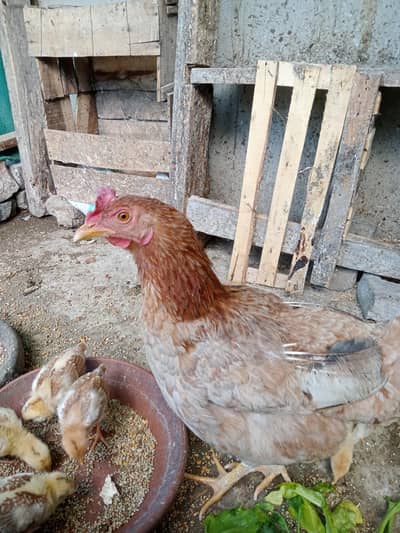 pure desi hen with 5 chicks
