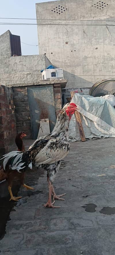 Aseel cheena Full long height patha [03248723662)