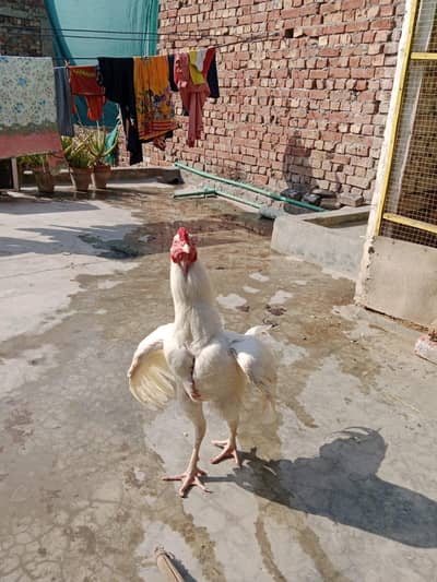 hera aseel pure murga