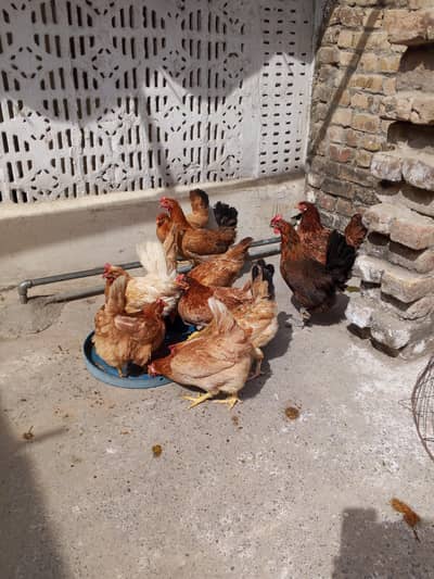 Golden Misri Hens | Desi hens Egg laying | Desi anda wali murgia murga