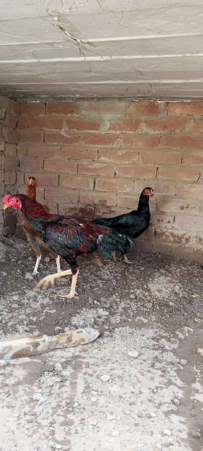 ek pair aur ek murgi hai Sath mashallah bahut achcha pair hai aur