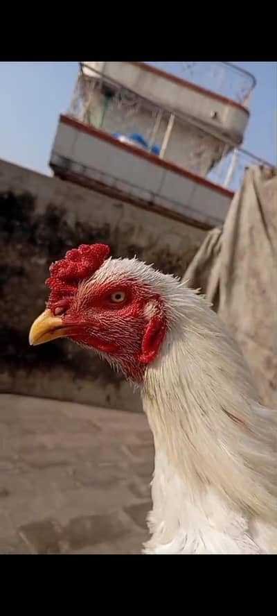 aseel murga with handsome amount