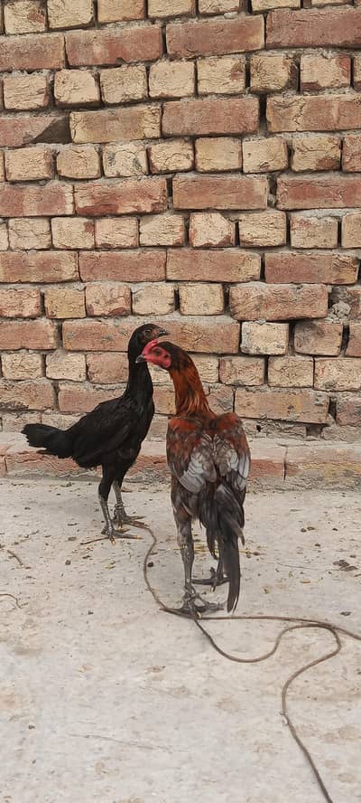 Thai Black eyes patha pathi