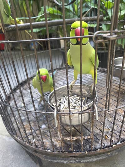 talking parrots for sale in cheap price