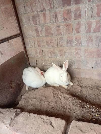 Red eyes white rabbits 