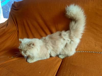 pure persien cat for urgently sale