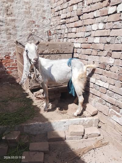 sindhi breed goat
