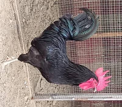 Australorp and Golden misri Hens