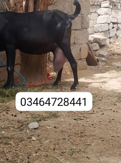 beetal bakri for sale argent