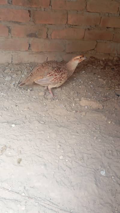 ایرانی نر تیتر براۓ سیل ہے لوکیشن اٹک جنڈ رابطہ واٹس اپ 03484712260