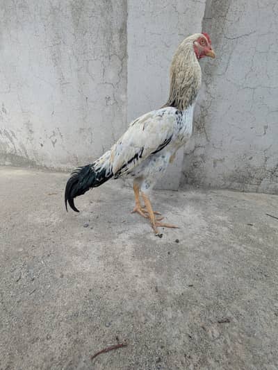 Silky Male and Desi Male