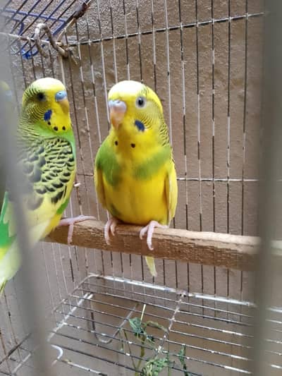 Budgies & Lovebirds