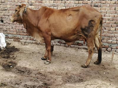 sahiwal cow