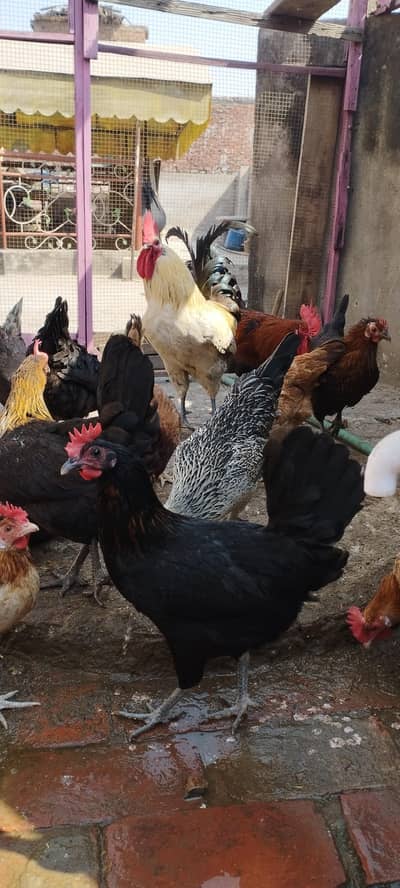 golden misri andon wali murgian