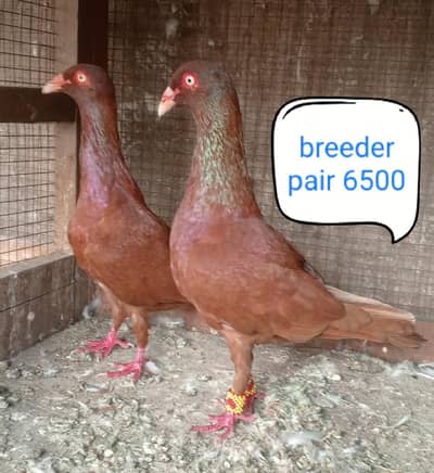 fancy pigeon | kabutar| Jacobin|  frillback saddle | amarican fantail|