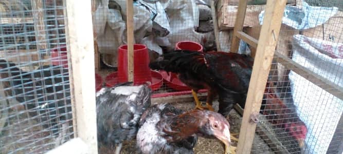 Aseel Hen / Aseel Murghi / Aseel Hens / Aseel Murghia