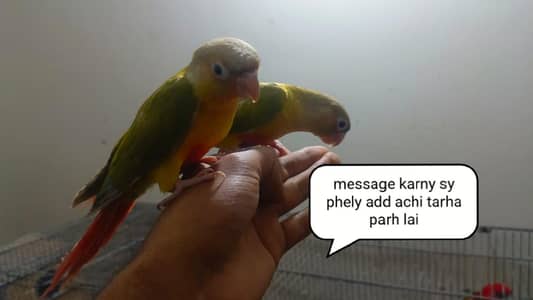 fly tame conure pair