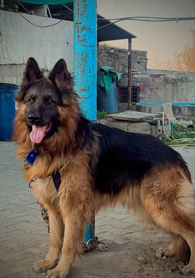 German Shepherd Long Coat Male