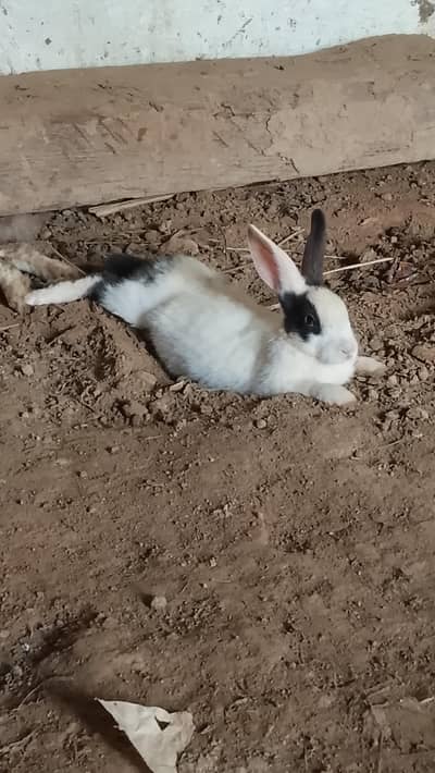 Rabbit for sale