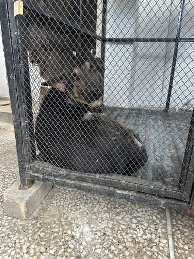 German shepherd pedigree