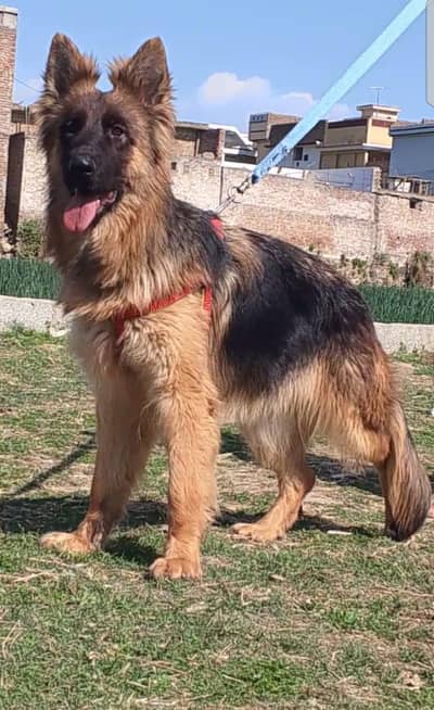 long CORT female dog