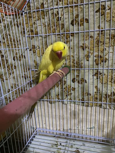 White Female And Yellow Male