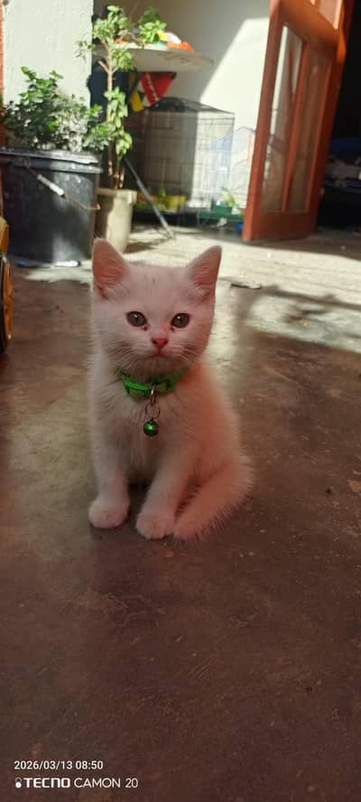 White Persian mix kitten for sale