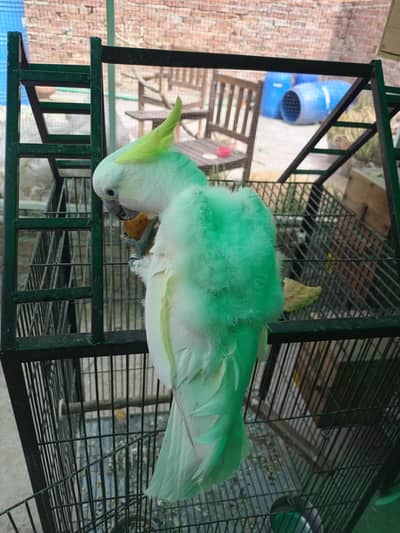 Cockatoo (in Recovery)