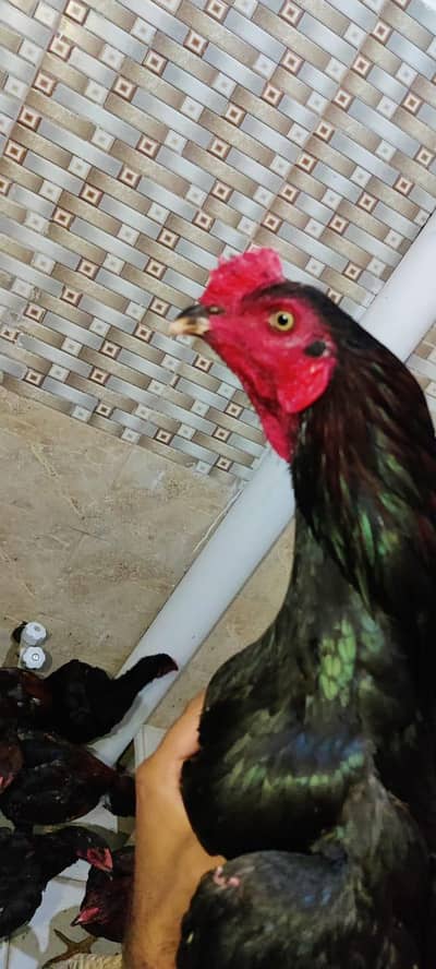 mery pass 18 aseel murgy hain for sale k liye