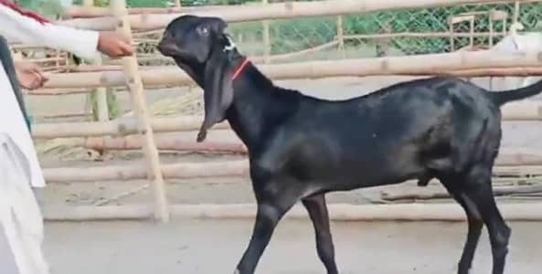 Bakra for sale do Dan kurbani ke liye 03033177978