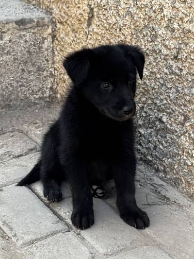 Black shepherd puppy