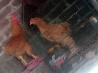 Golden Heavy buff pair for sale