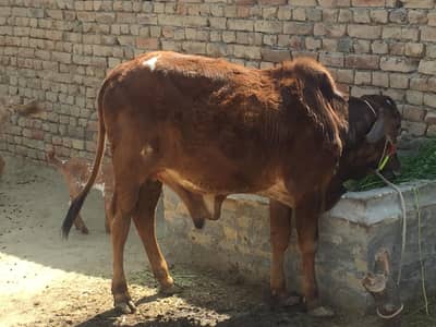 تندرست بچھڑا