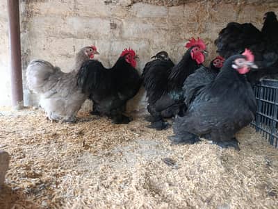 Bantam breeders 3 male 12 female