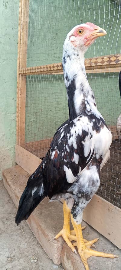 Shamo Aseel Chicks Murga Japanese | German Oh Shamo | Lasani Chicks