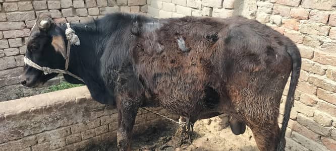 قربانی والا بچھڑہ برائے فروخت