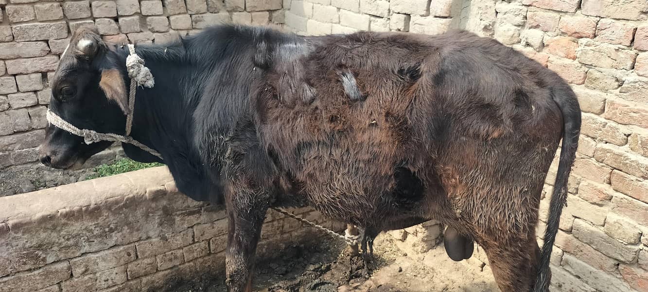 قربانی والا بچھڑہ برائے فروخت 0