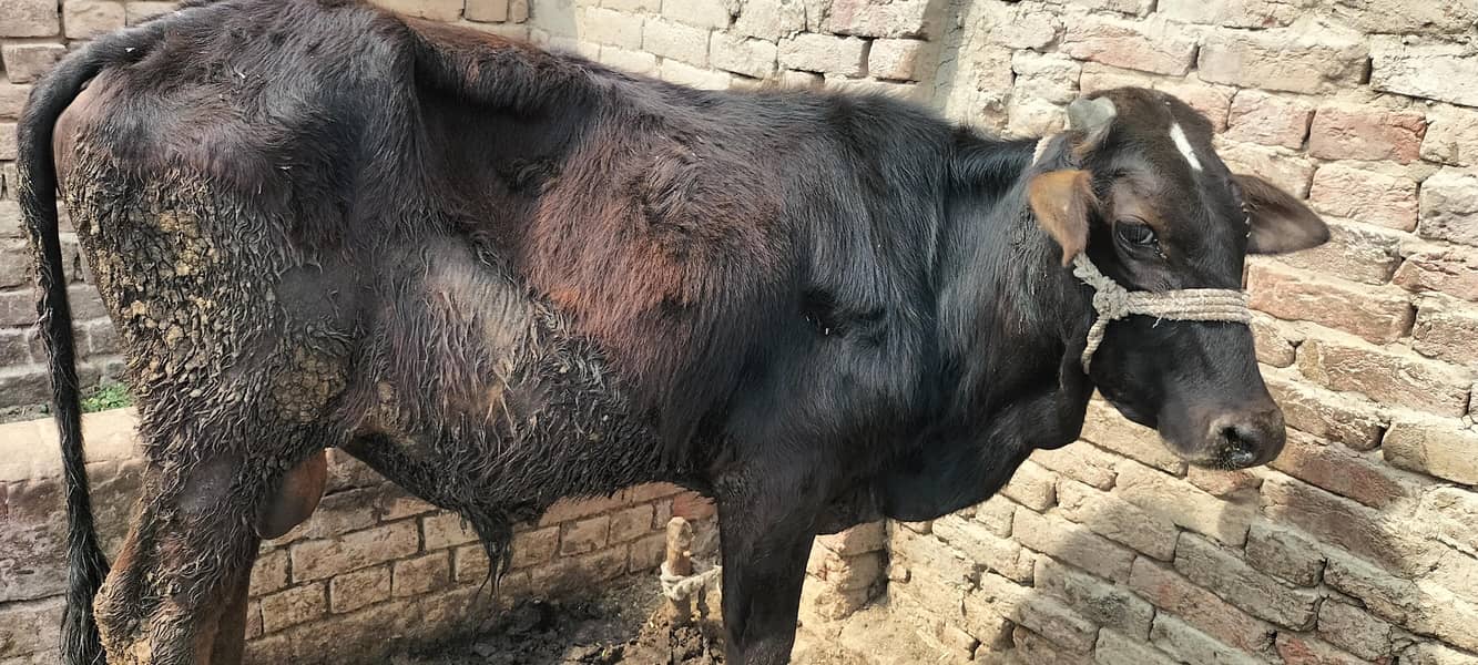 قربانی والا بچھڑہ برائے فروخت 1