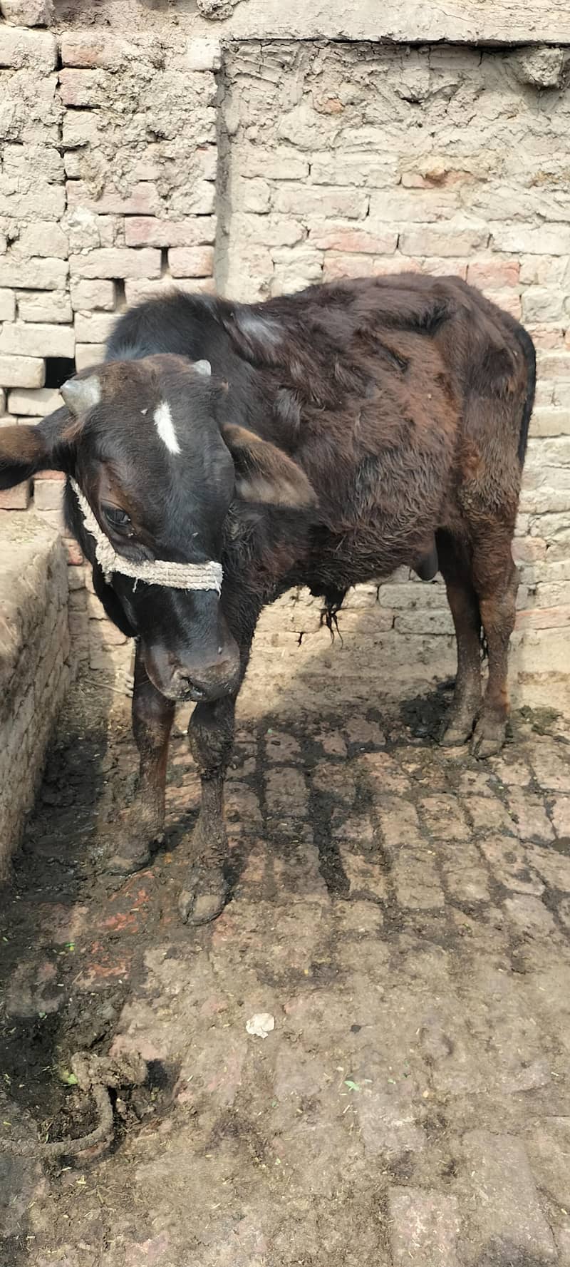 قربانی والا بچھڑہ برائے فروخت 2